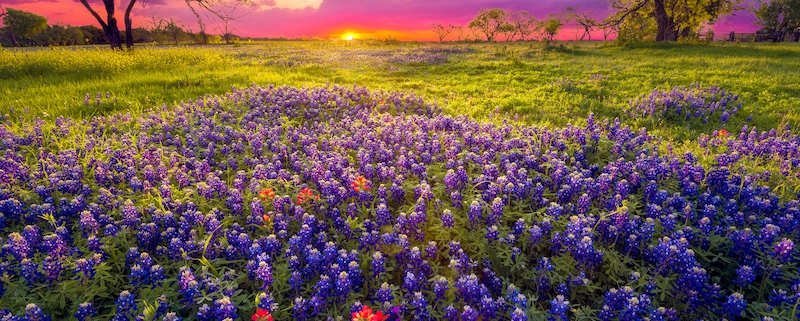 Wildflowers in Texas hill country