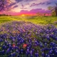 Wildflowers in Texas hill country