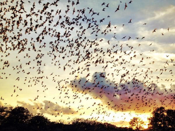 Bats in Fredericksburg Texas