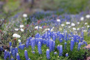 Bluebonnets in Fredericksburg, TX