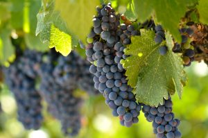 Grapes on Vine - Romantic Weekend Getaways in Texas