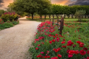 Wildseed Farms in Fredericksburg TX