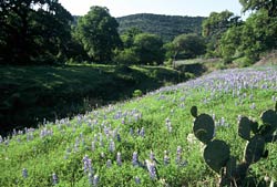 Texas Hill County Nature